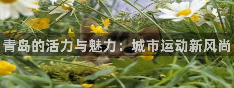 凯捷体育官方网站