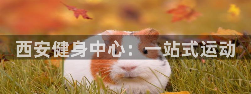 凯捷体育代理